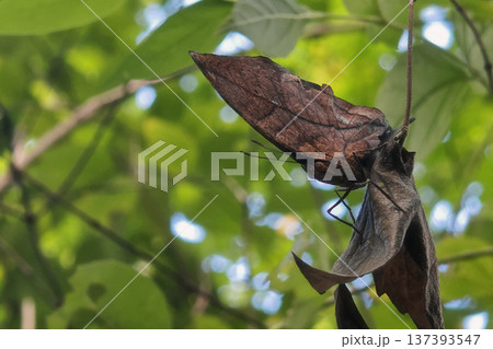 kallima oakleaf butterfly on dry leaf in tropical park kallima oakleaf butterfly on dry leaf in tropical park 137393547