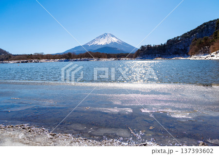 精進湖の早春の風景 結氷の湖面越しに観る子抱富士 山梨県 精進湖の早春の風景 結氷の湖面越しに観る子抱富士 山梨県 137393602