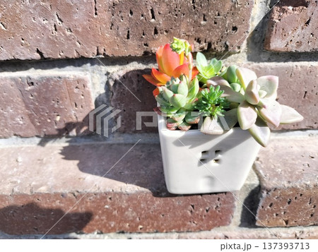 心やすらぐ多肉植物の寄せ植え 心やすらぐ多肉植物の寄せ植え 137393713