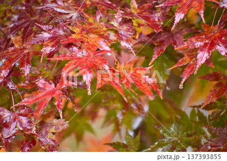 水滴が落ちない様に必死に支えている紅葉したモミジ 水滴が落ちない様に必死に支えている紅葉したモミジ 137393855