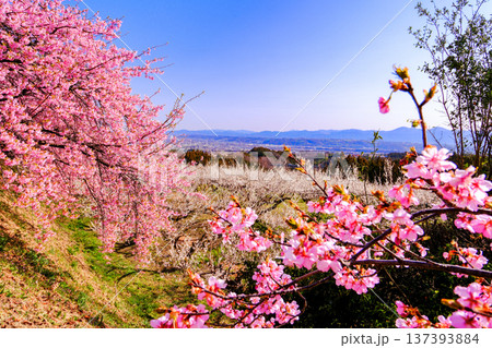 河津桜と白梅林 河津桜と白梅林 137393884