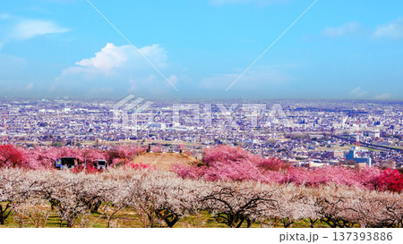 梅の花の丘から眺める春の風景 梅の花の丘から眺める春の風景 137393886