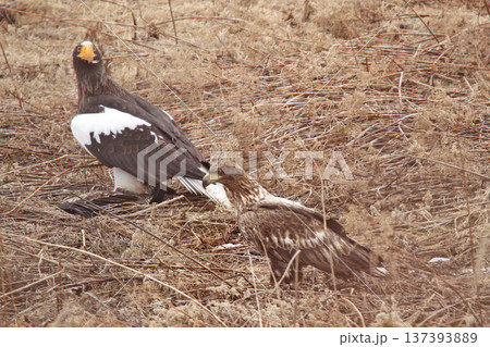 トビを仕留めたオオワシ おおわし 大鷲 猛禽類 北海道野鳥 トビを仕留めたオオワシ おおわし 大鷲 猛禽類 北海道野鳥 137393889