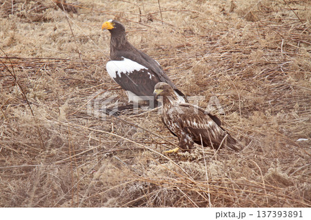 トビを仕留めたオオワシ　おおわし　大鷲　猛禽類　北海道野鳥 137393891