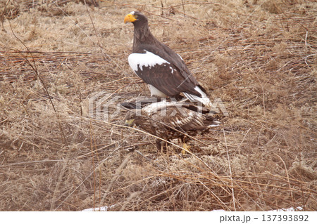 トビを仕留めたオオワシ　おおわし　大鷲　猛禽類　北海道野鳥 137393892