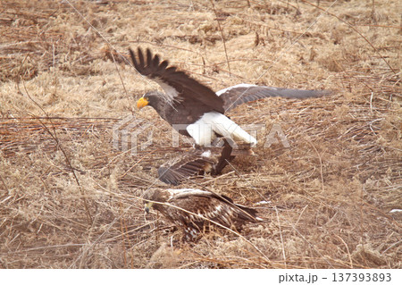 トビを仕留めたオオワシ　おおわし　大鷲　猛禽類　北海道野鳥 137393893