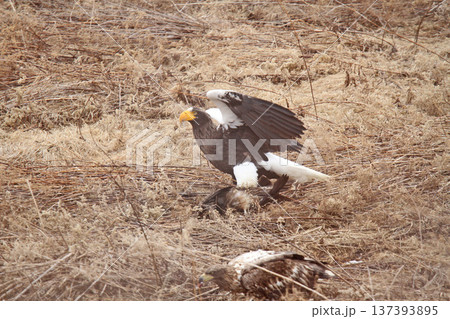 トビを仕留めたオオワシ おおわし 大鷲 猛禽類 北海道野鳥 トビを仕留めたオオワシ おおわし 大鷲 猛禽類 北海道野鳥 137393895