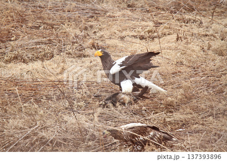 トビを仕留めたオオワシ　おおわし　大鷲　猛禽類　北海道野鳥 137393896