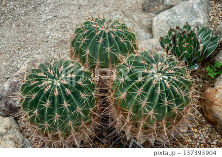 フェロカクタス・ヒストリックス、別名は文鳥丸　 137393904