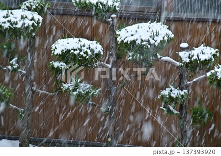 雪の降る垣根の手入れされた松の冬景色 137393920