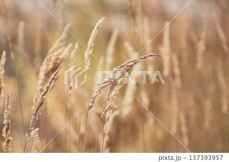 Golden ears of grass on the background of an autumn landscape. Small depth of field.       137393957