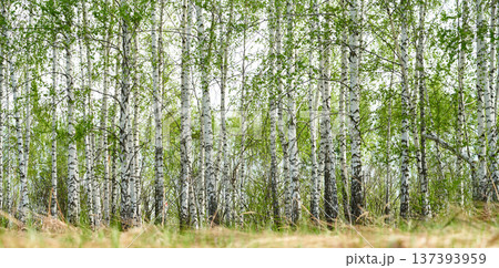birch forest in sunlight in the morning. birch forest in sunlight in the morning. 137393959