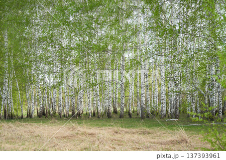 birch forest in sunlight in the morning. birch forest in sunlight in the morning. 137393961