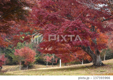 晩秋の風景の代表格である紅葉したモミジ 137393966