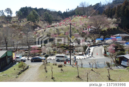 東京都青梅市の梅の公園正面入口(再植栽10年目、天満公園から) 東京都青梅市の梅の公園正面入口(再植栽10年目、天満公園から) 137393998