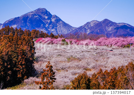 みさと梅林と榛名山 みさと梅林と榛名山 137394017
