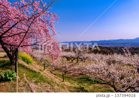 白梅林と展望 137394018