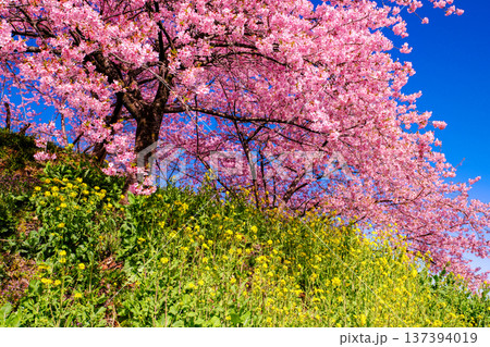 河津桜と菜の花のある風景 137394019