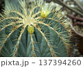 サボテンの棘 137394260