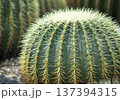 サボテンの棘 137394315