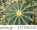 サボテンの棘 137394316