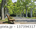 プラタナス並木 137394317