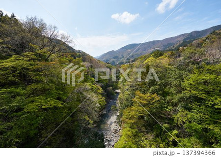 山梨県道志村　野原吊橋から見た道志川 137394366