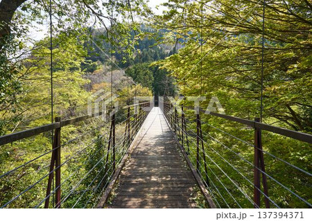 山梨県道志村 野原吊橋 山梨県道志村 野原吊橋 137394371