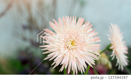 Light pink gerbera flowers. Petals spread out beautifully. Blurred background in the garden. Light pink gerbera flowers. Petals spread out beautifully. Blurred background in the garden. 137394397