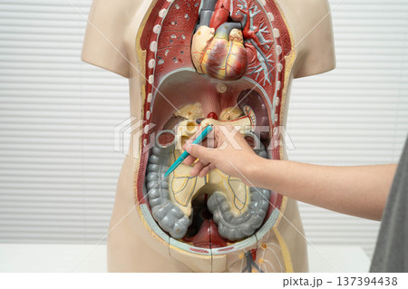 Asian student learning with human body model in anatomy biology in classroom at high school. Asian student learning with human body model in anatomy biology in classroom at high school. 137394438