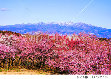 春の訪れを告げる河津桜と赤城山 春の訪れを告げる河津桜と赤城山 137394450