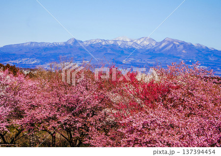 赤城山と河津桜 137394454