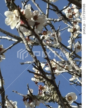 青空に映える梅の花 青空に映える梅の花 137394486