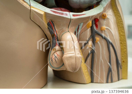Penis and urinary system human anatomy model. Penis and urinary system human anatomy model. 137394636