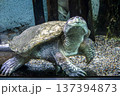 ワニガメ(水族館) 137394873