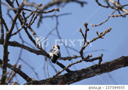 北海道限定キツツキ コアカゲラ こあかげら 小赤啄木鳥 Dryobates minor 北海道限定キツツキ コアカゲラ こあかげら 小赤啄木鳥 Dryobates minor 137394935