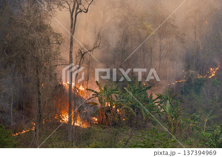 The biggest cause of forest loss is agricultural deforestation ,environmental damage in Southeast Asia , global warming and environment. The biggest cause of forest loss is agricultural deforestation ,environmental damage in Southeast Asia , global warming and environment. 137394969