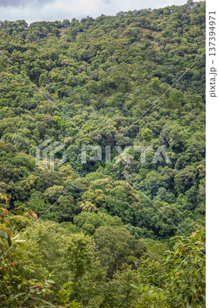 Tropical forests can absorb large amounts of carbon dioxide from the atmosphere. Tropical forests can absorb large amounts of carbon dioxide from the atmosphere. 137394971