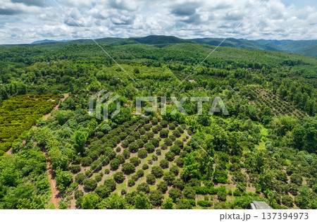The biggest cause of forest loss is agricultural deforestation ,environmental damage in Southeast Asia , global warming and environment. 137394973