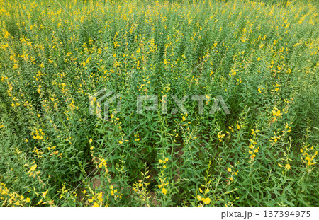 Farmer planting sunn hemp for a cover crop and improve soil properties and recycle plantnutrients. Farmer planting sunn hemp for a cover crop and improve soil properties and recycle plantnutrients. 137394975