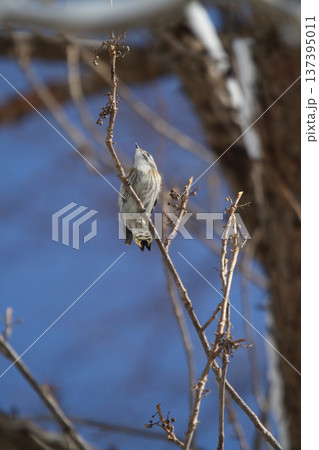 最小のキツツキ コゲラ こげら キツツキ 北海道野鳥 最小のキツツキ コゲラ こげら キツツキ 北海道野鳥 137395011