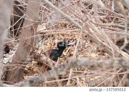 地上で採食する日本最大のキツツキ　クマゲラ　くまげら　熊啄木鳥　北海道野鳥 137395012