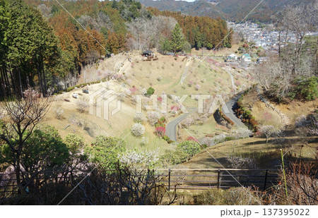 東京都青梅市の梅の公園（再植栽10年目） 137395022