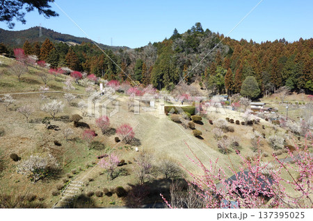 東京都青梅市の梅の公園(再植栽10年目) 東京都青梅市の梅の公園(再植栽10年目) 137395025