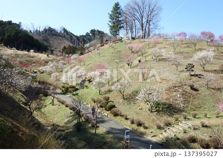 東京都青梅市の梅の公園(再植栽10年目) 東京都青梅市の梅の公園(再植栽10年目) 137395027