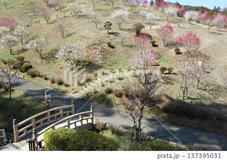 東京都青梅市の梅の公園(再植栽10年目) 東京都青梅市の梅の公園(再植栽10年目) 137395031