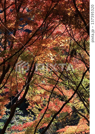 紅葉したもみじ 紅葉したもみじ 137395320