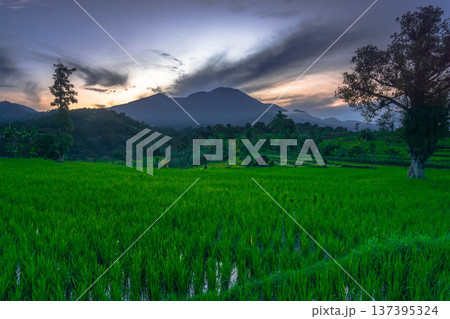 Beautiful morning view indonesia Panorama Landscape paddy fields with beauty color and sky natural light Beautiful morning view indonesia Panorama Landscape paddy fields with beauty color and sky natural light 137395324