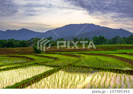 Beautiful morning view indonesia Panorama Landscape paddy fields with beauty color and sky natural light 137395343