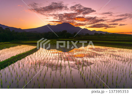 Beautiful morning view indonesia Panorama Landscape paddy fields with beauty color and sky natural light Beautiful morning view indonesia Panorama Landscape paddy fields with beauty color and sky natural light 137395353